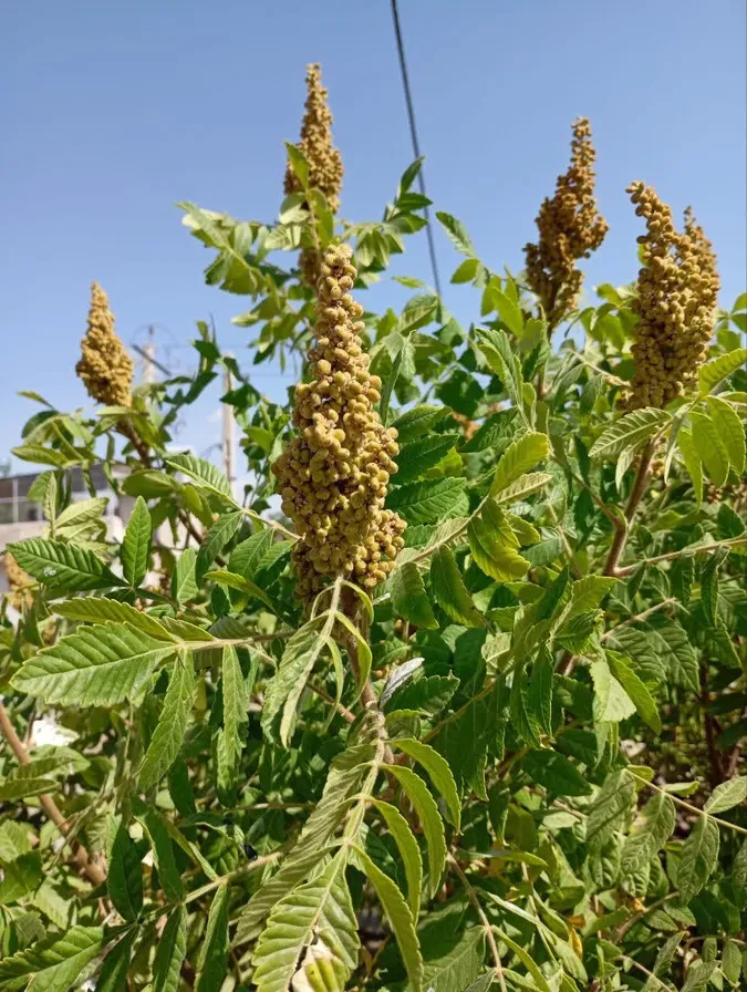 سماق خام کوهی — دانه